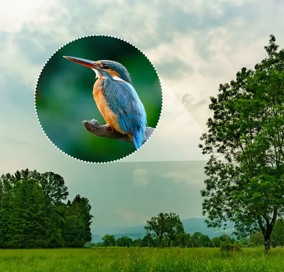 Kingfisher seen through a circular lens